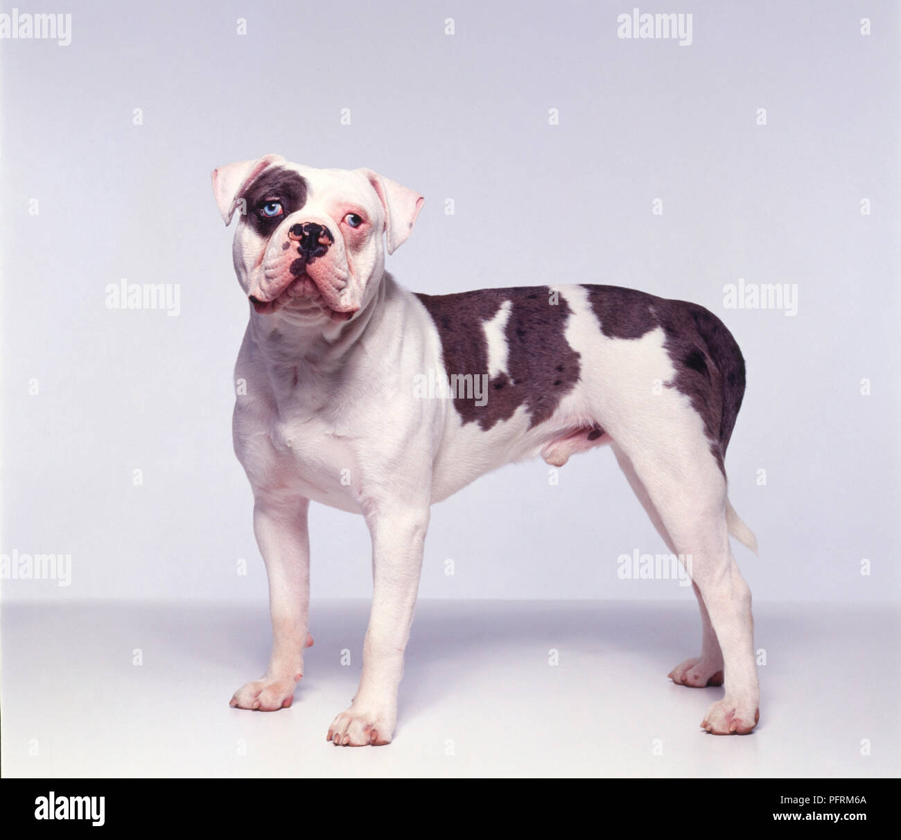 american blue bulldog