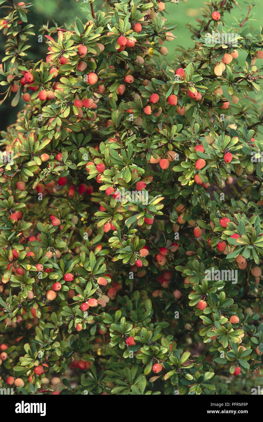 Berberis x carminea 'Buccaneer' (Barberry), semi-evergreen flowering shrub in autumn, showing orange and red berries amid light green leaves Stock Photo