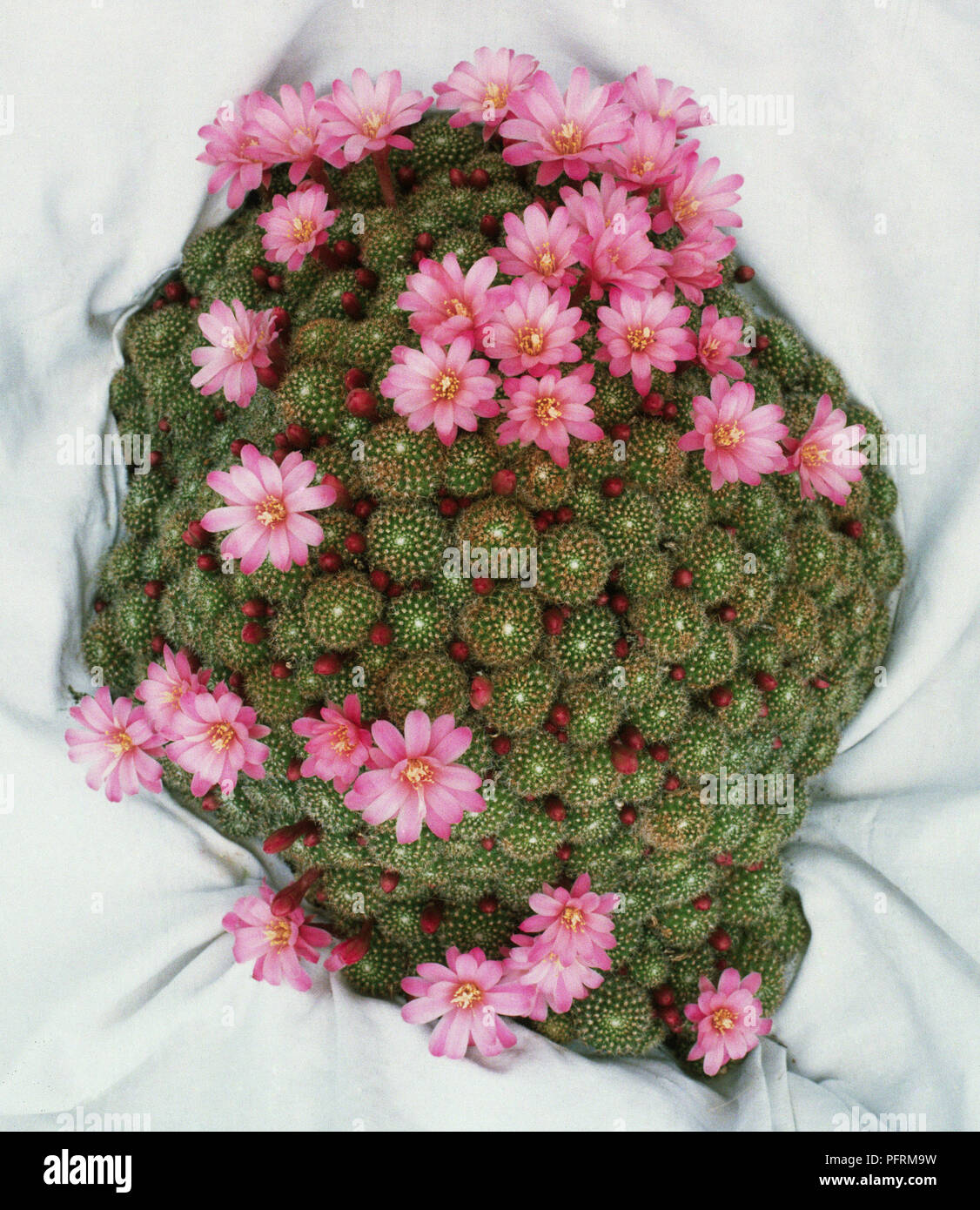 Rebutia heliosa f. perplexa, mound of rounded cactus stems with pink flowers, view from above Stock Photo