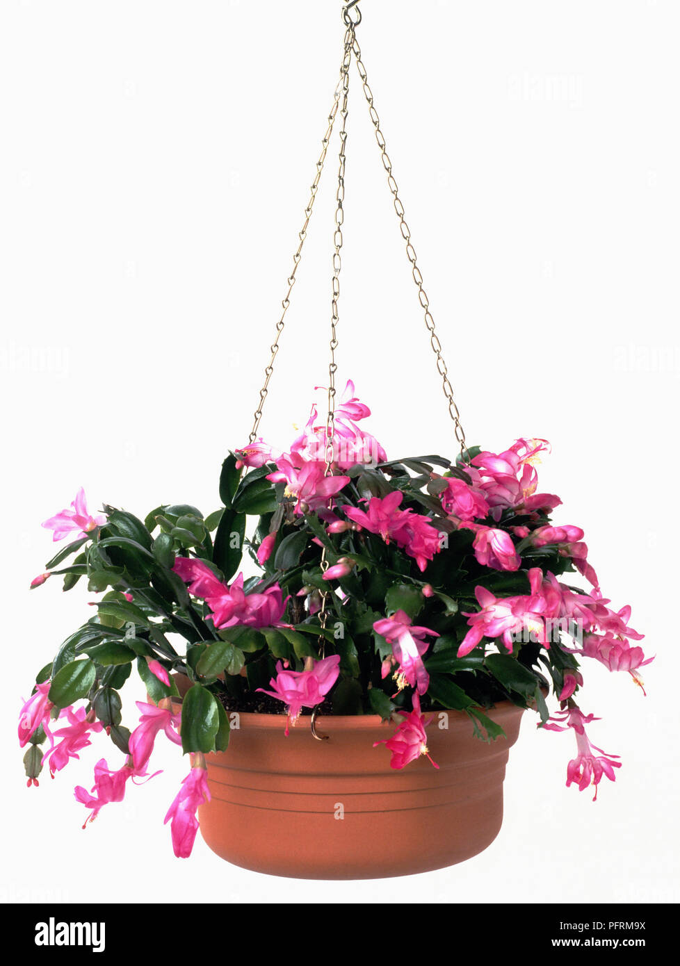 Hanging basket containing Schlumbergera sp. (Christmas cactus Stock Photo -  Alamy