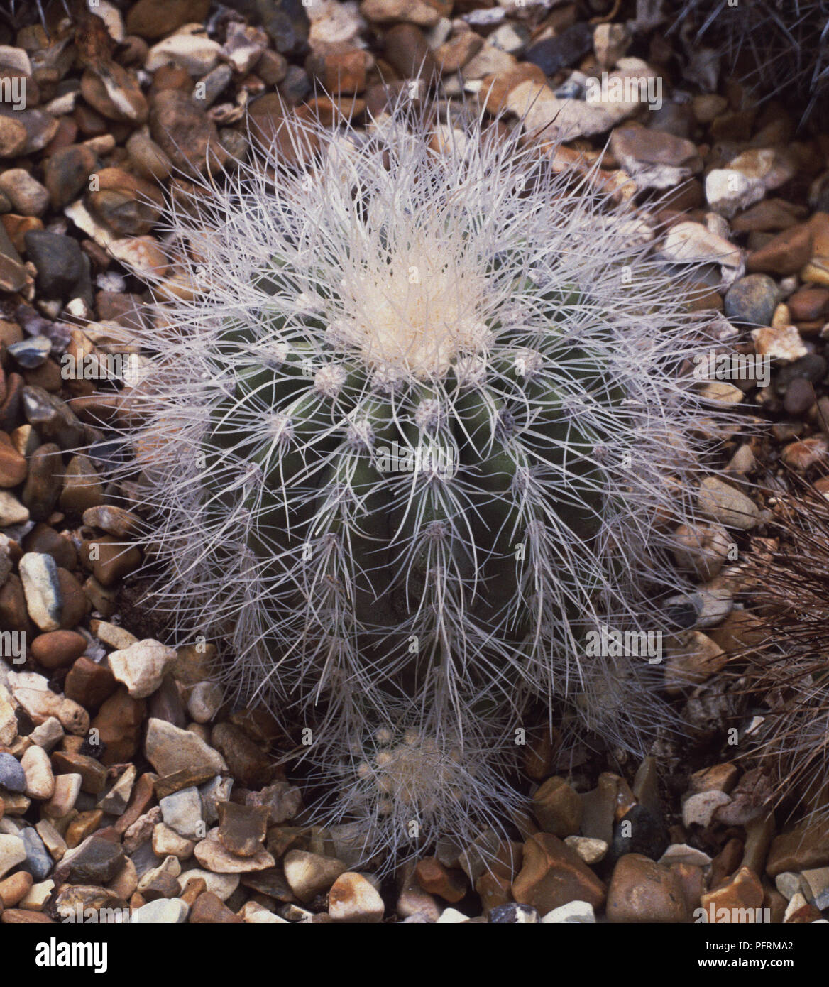 A globular Chilean cactus Copiapoa krainziana with fine spines Stock Photo
