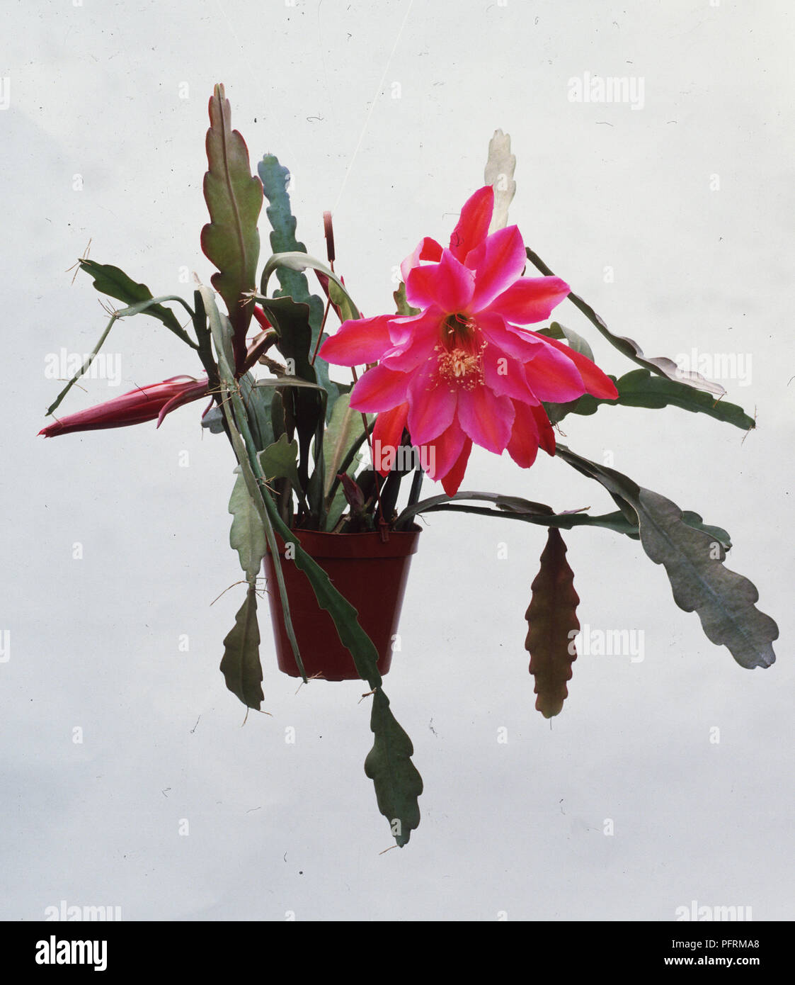 Hybrid cactus Epiphyllum 'Fantasy' (Orchid Cactus) with pink flower Stock Photo