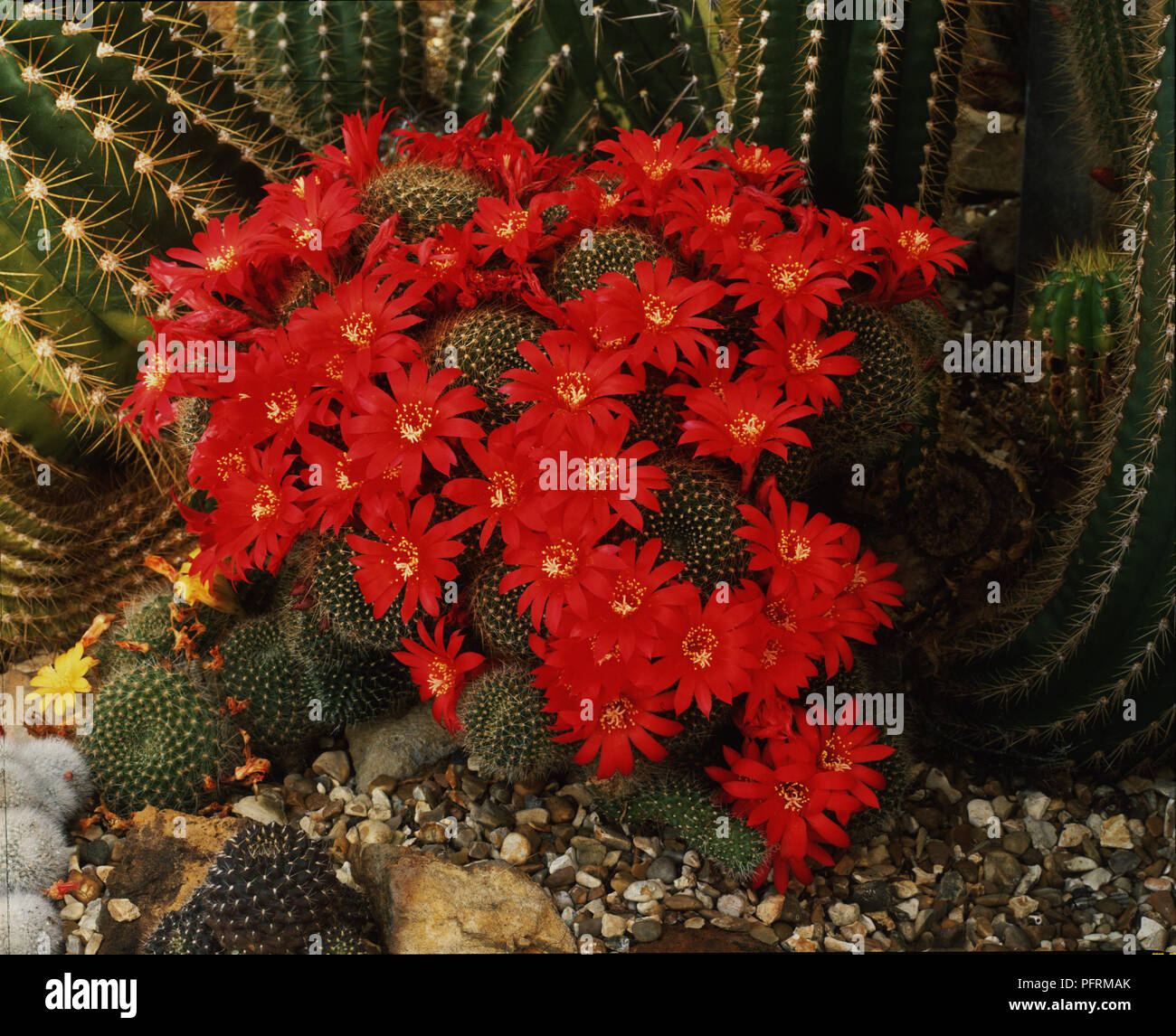 Rebutia wessneriana cactus with bright red flowers Stock Photo