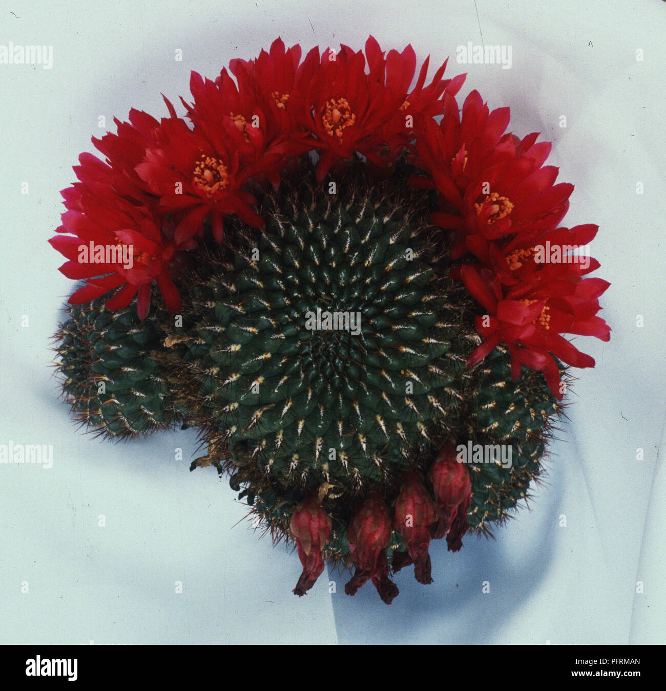 Rebutia steinbachii f. tiraquensis cactus with red flowers, view from above Stock Photo