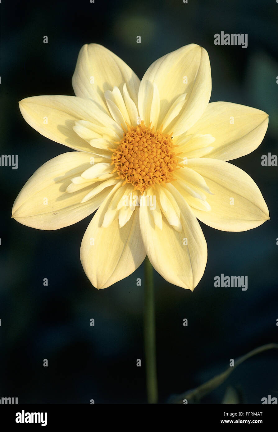 Flower from Dahlia ‘Clair de Lune’ Stock Photo - Alamy
