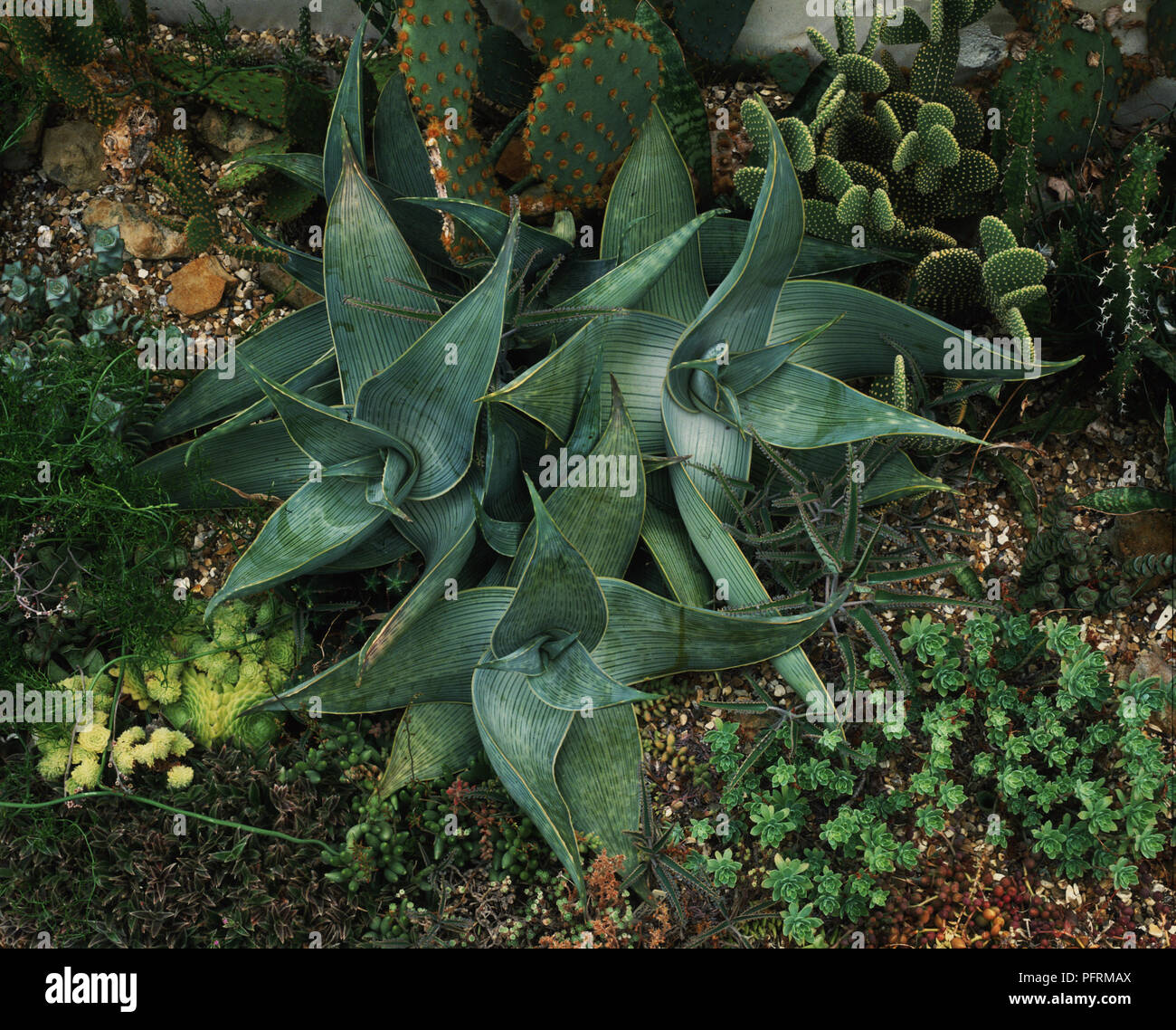 Aloe karasbergensis hi-res stock photography and images - Alamy
