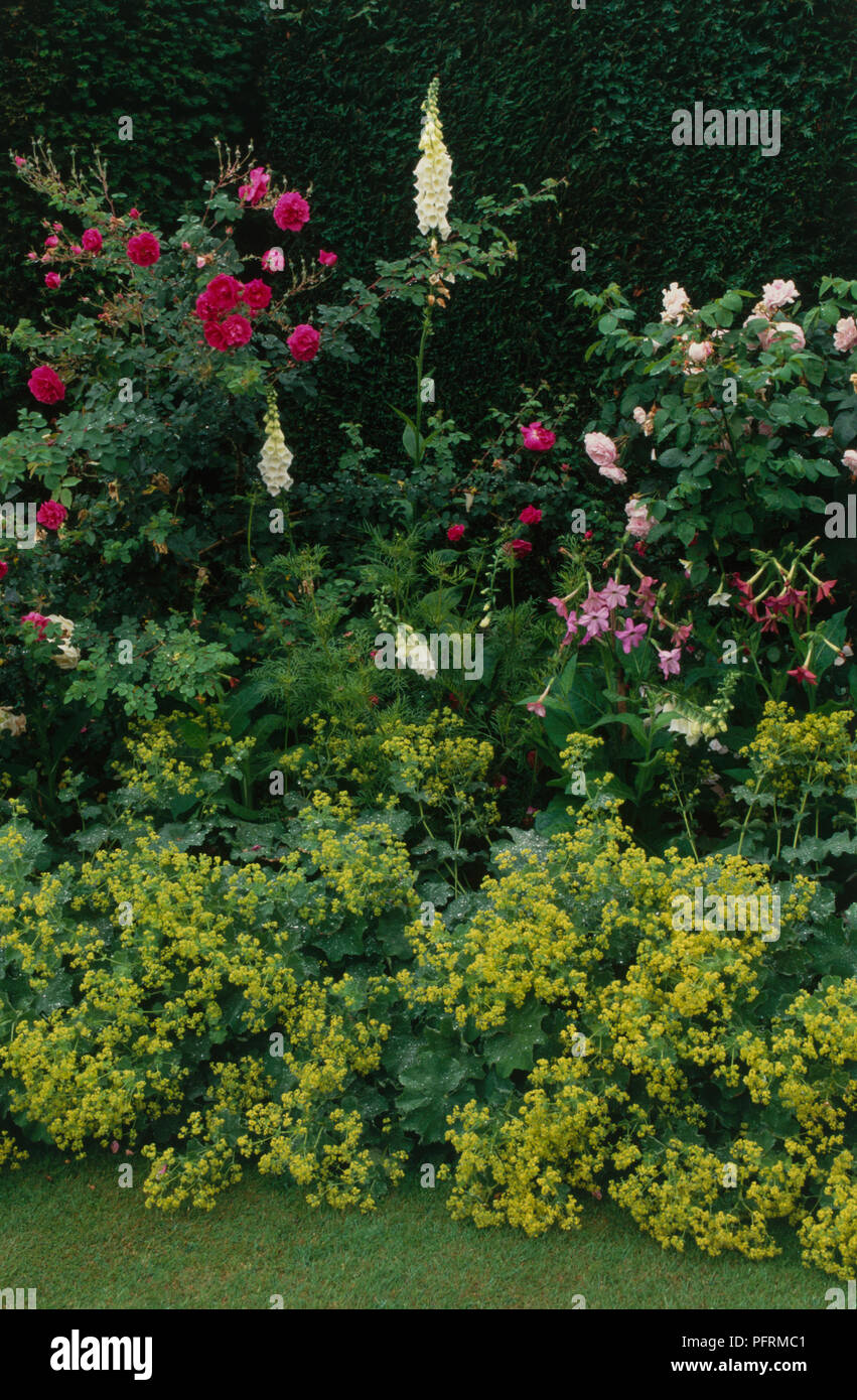 Flower border including Nicotiana sp. (Tobacco plant), Digitalis sp. (Foxglove), Rosa sp. (Rose), Alchemilla mollis (Lady's mantle) Stock Photo