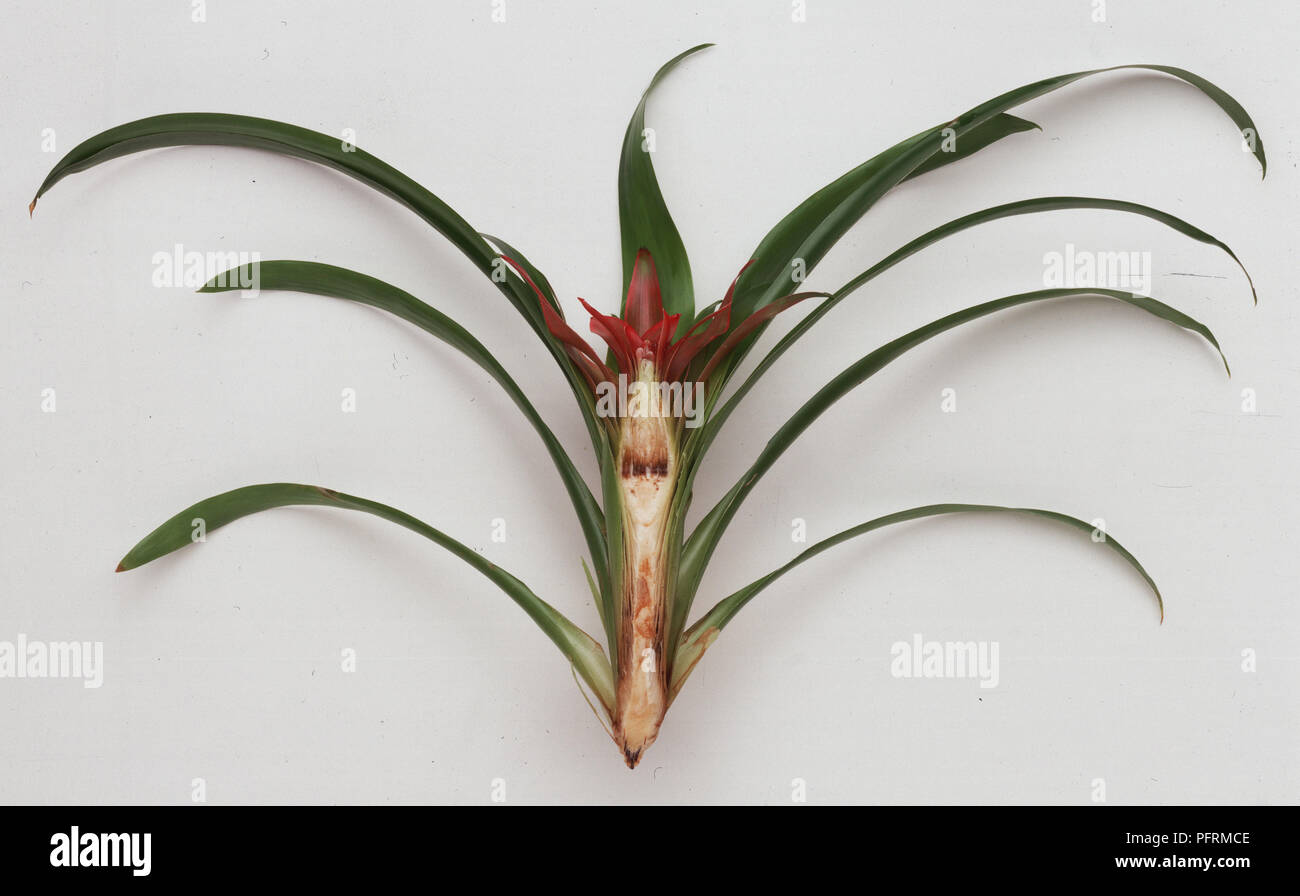 Longitudinal section through epiphytic Bromeliad plant, Guzmania lingulata (Scarlet star) Stock Photo