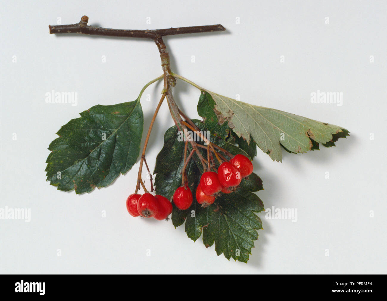 Sorbus intermedia (Swedish whitebeam), stem with leaves and cluster of red fruits Stock Photo