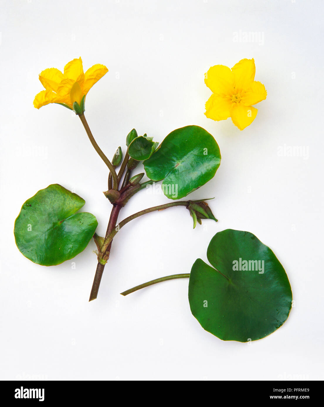 Nymphoides peltata (Fringed water-lily), leaves and yellow flowers Stock Photo