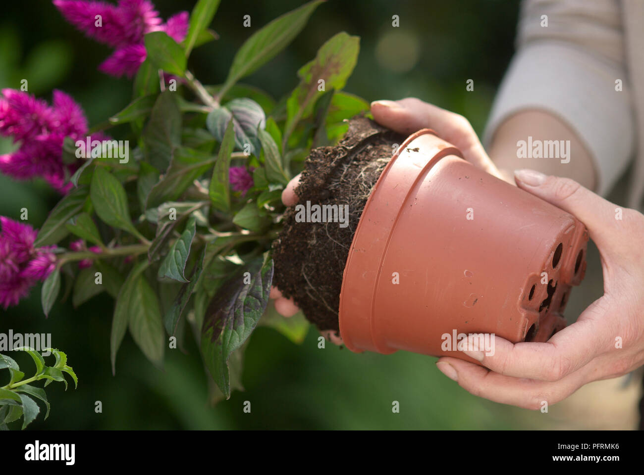 Woman removing small purple Celosia plant from plastic