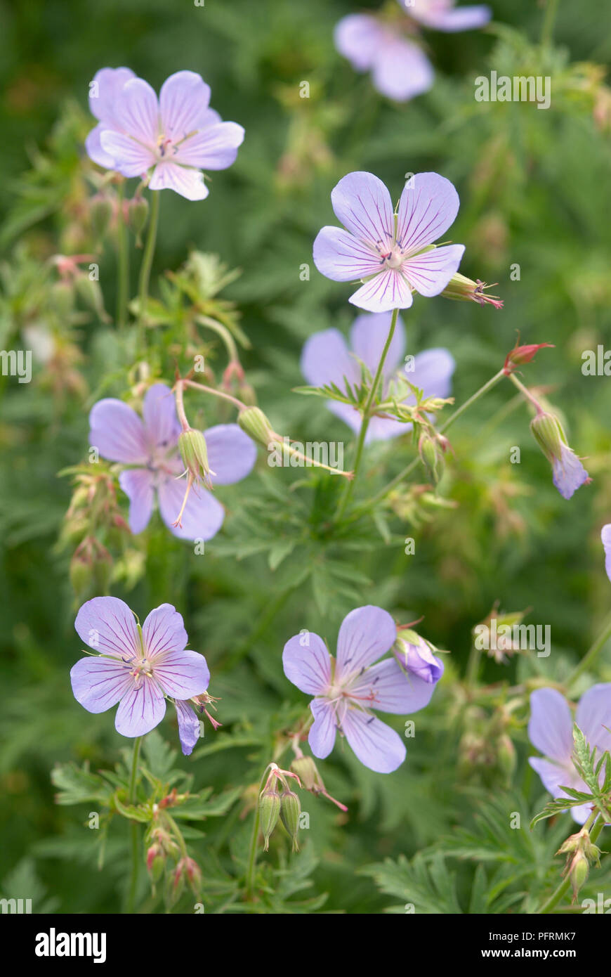 Geranium 'Blue Sunrise' (Cranesbill), with pale purple flowers and buds on long, thin stems, close-up Stock Photo