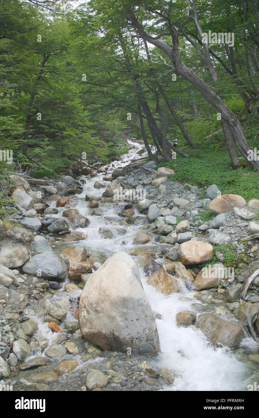 Stream water flowing forest hi-res stock photography and images - Alamy