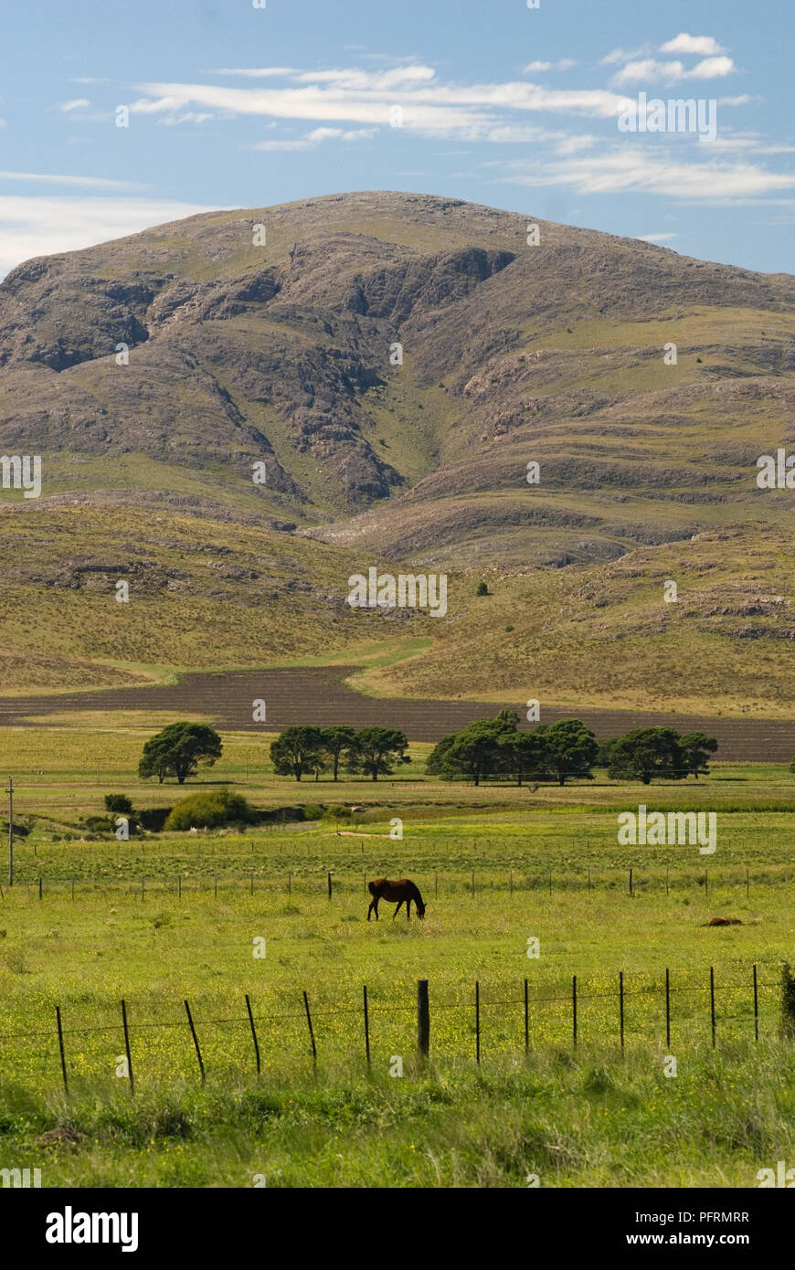 Argentina, Las Pampas, Sierra de la Ventana, horse in field, mountain in  background Stock Photo - Alamy