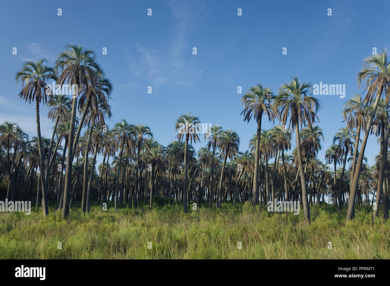 Argentina, Entre Rios, Parque Nacional El Palmar, palm savanna Stock Photo