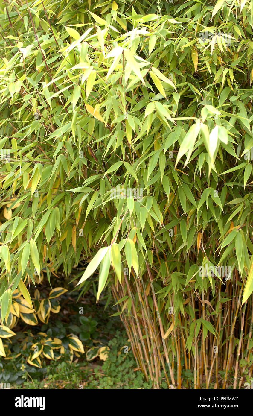 Fargesia murielae (Umbrella bamboo), leafy bamboo plant, closeup Stock
