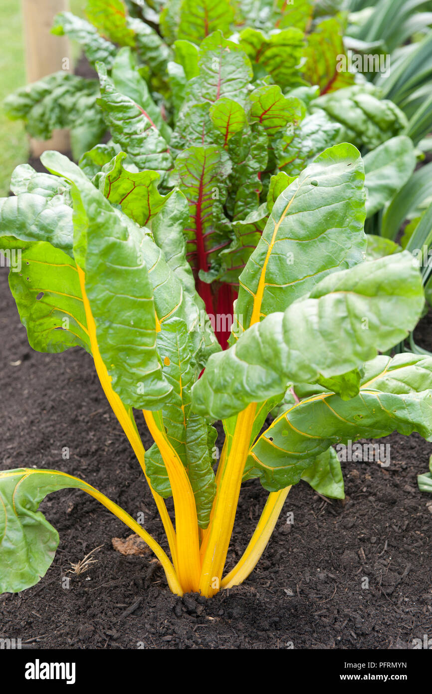 Beta vulgaris subsp. cicla 'Bright Lights' (Swiss Chard) with yellow and  red stems and green leaves Stock Photo - Alamy