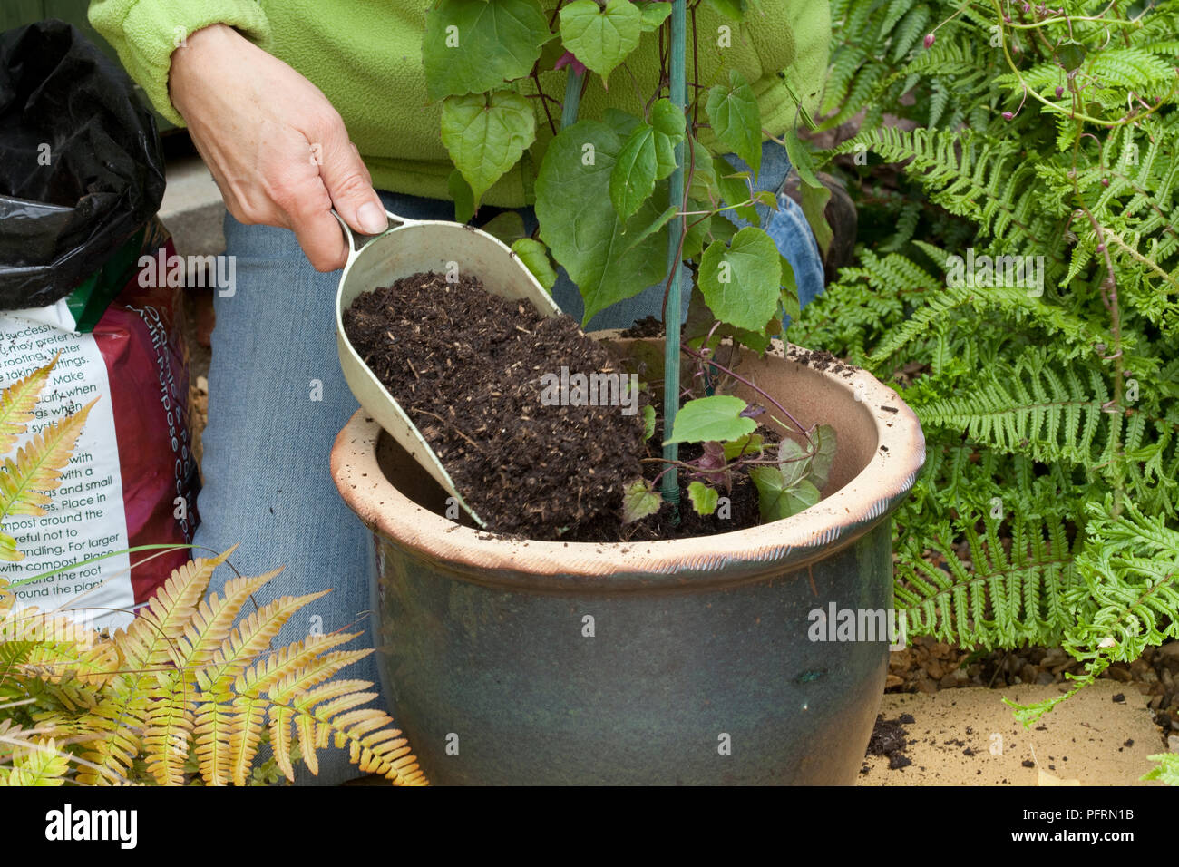 Person potting a climbing rhododendron plant into a plant pot, closeup