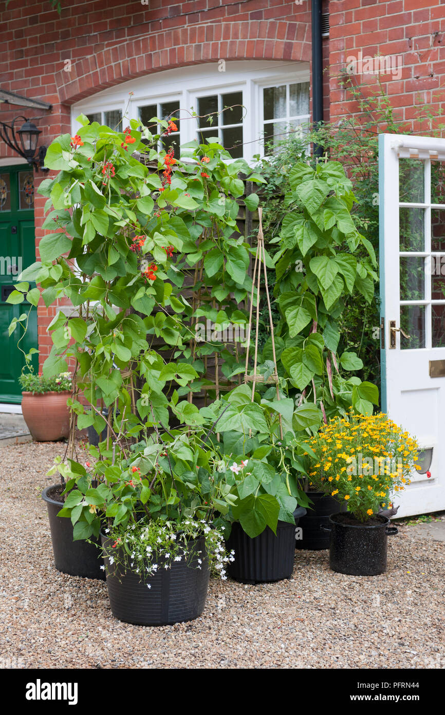 Runner beans, nasturtium, and marigolds in plant pots in front of house with open door Stock Photo