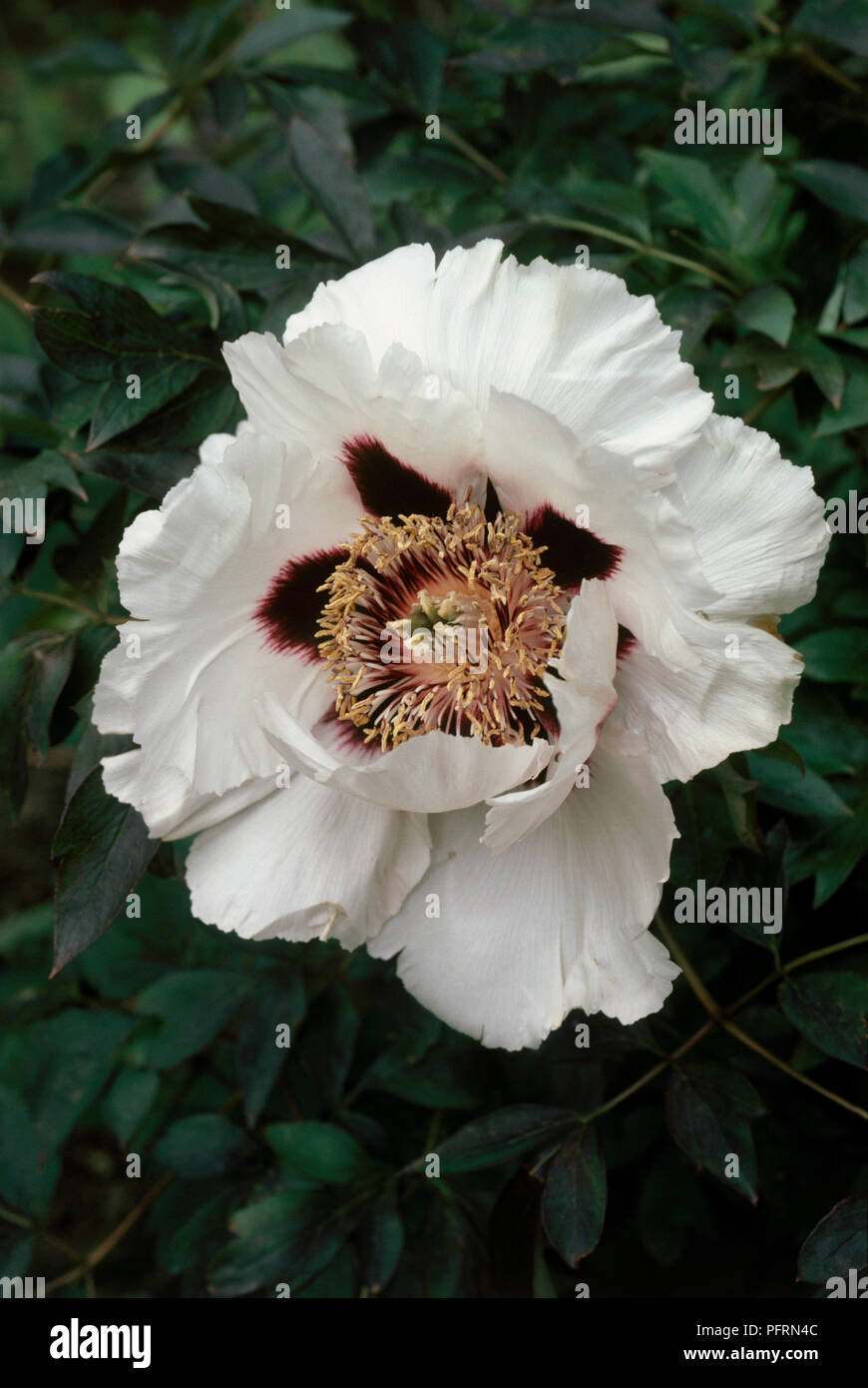 Paeonia sp. (Peony), white flower, close-up Stock Photo