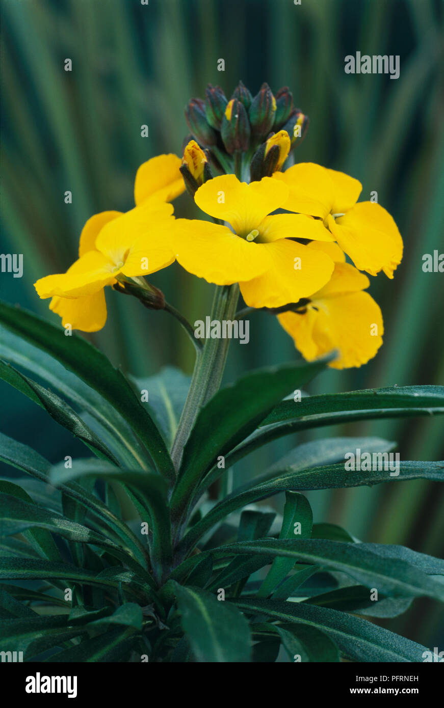 Erysimum 'Bredon' (Wallflower), yellow flowerhead consisting of flowers and buds, and dark green leaves, close-up Stock Photo
