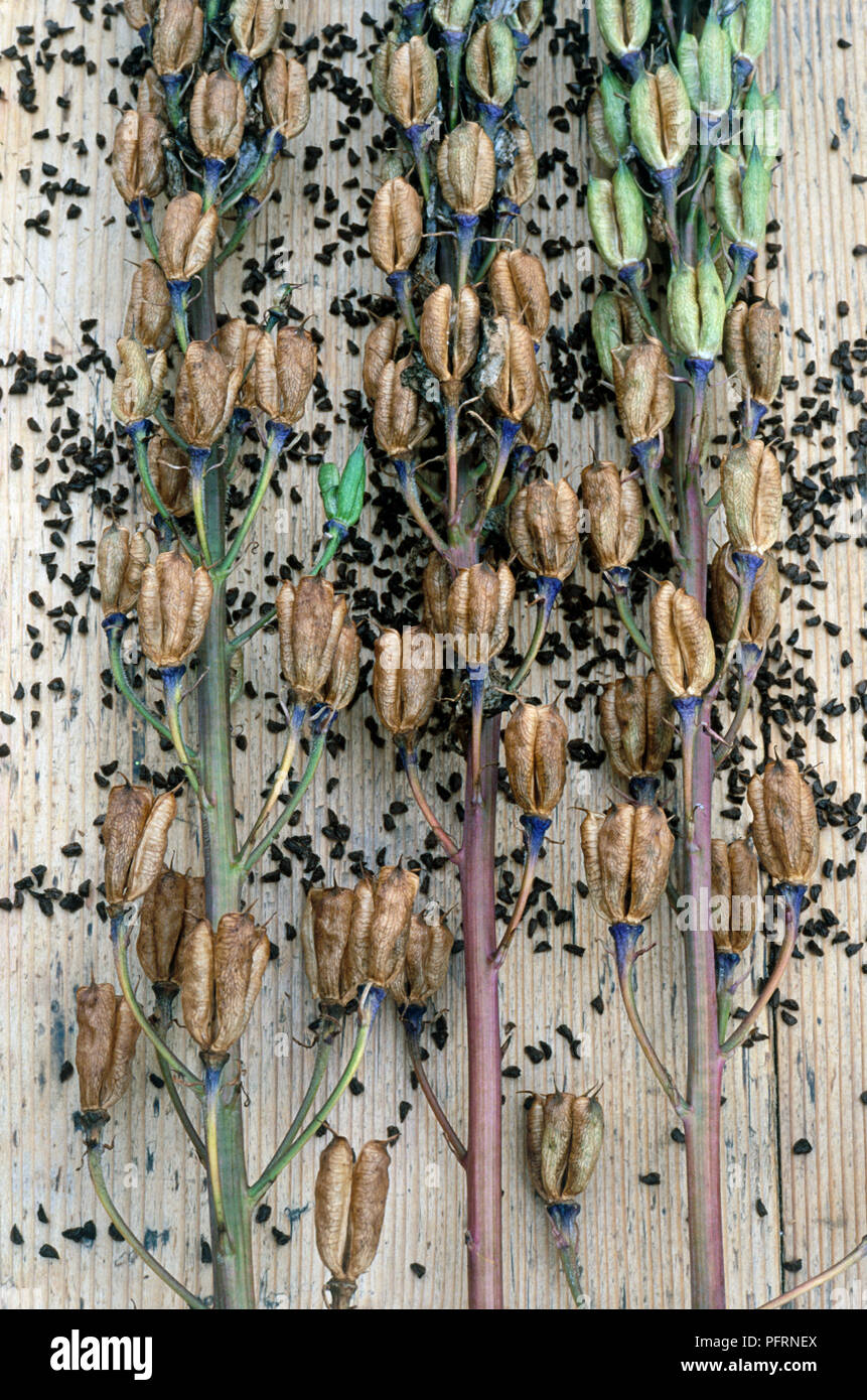 Delphinium 'Dark Blue', seedheads and seeds, close-up Stock Photo