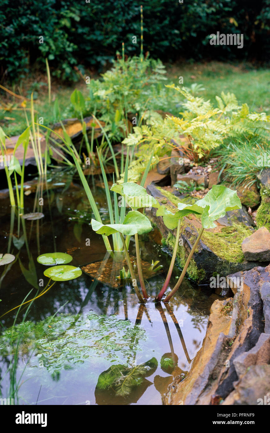 Aquatic plants growing in pond with stone slab border Stock Photo
