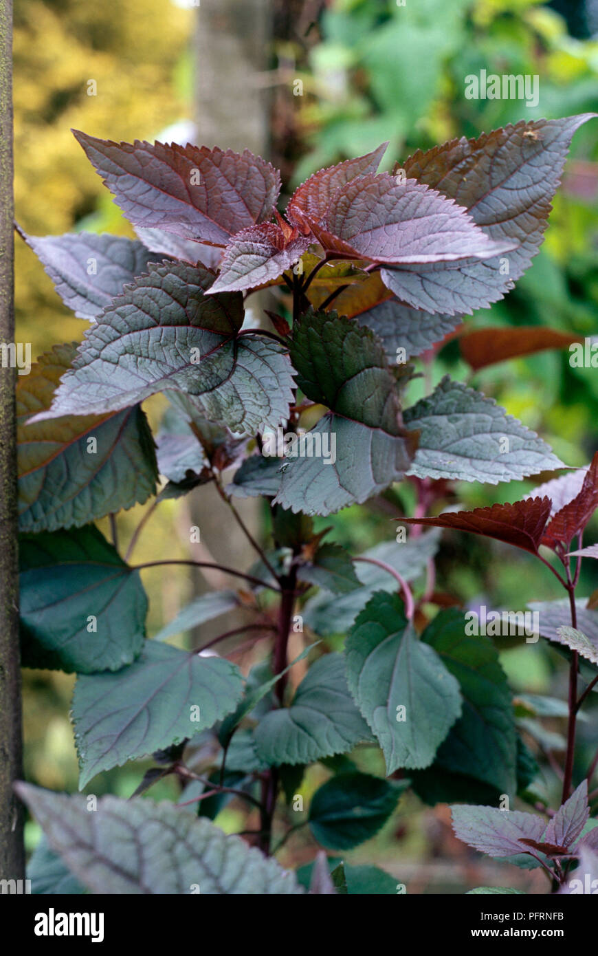 Eupatorium rugosum 'Chocolate', syn. Ageratina altissima (White snakeroot), plant with serrated purple and green leaves Stock Photo
