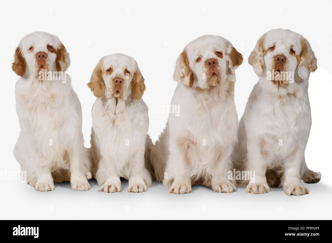 Row of white and lemon Clumber Spaniel dogs Stock Photo
