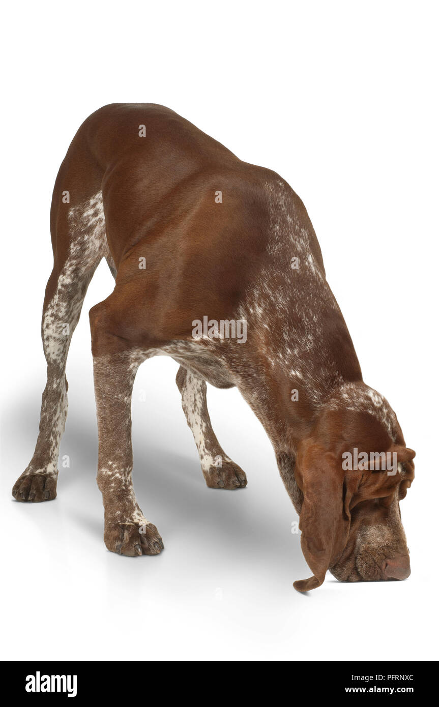 Male chestnut brown and white Bracco Italiano dog smelling flloor Stock Photo