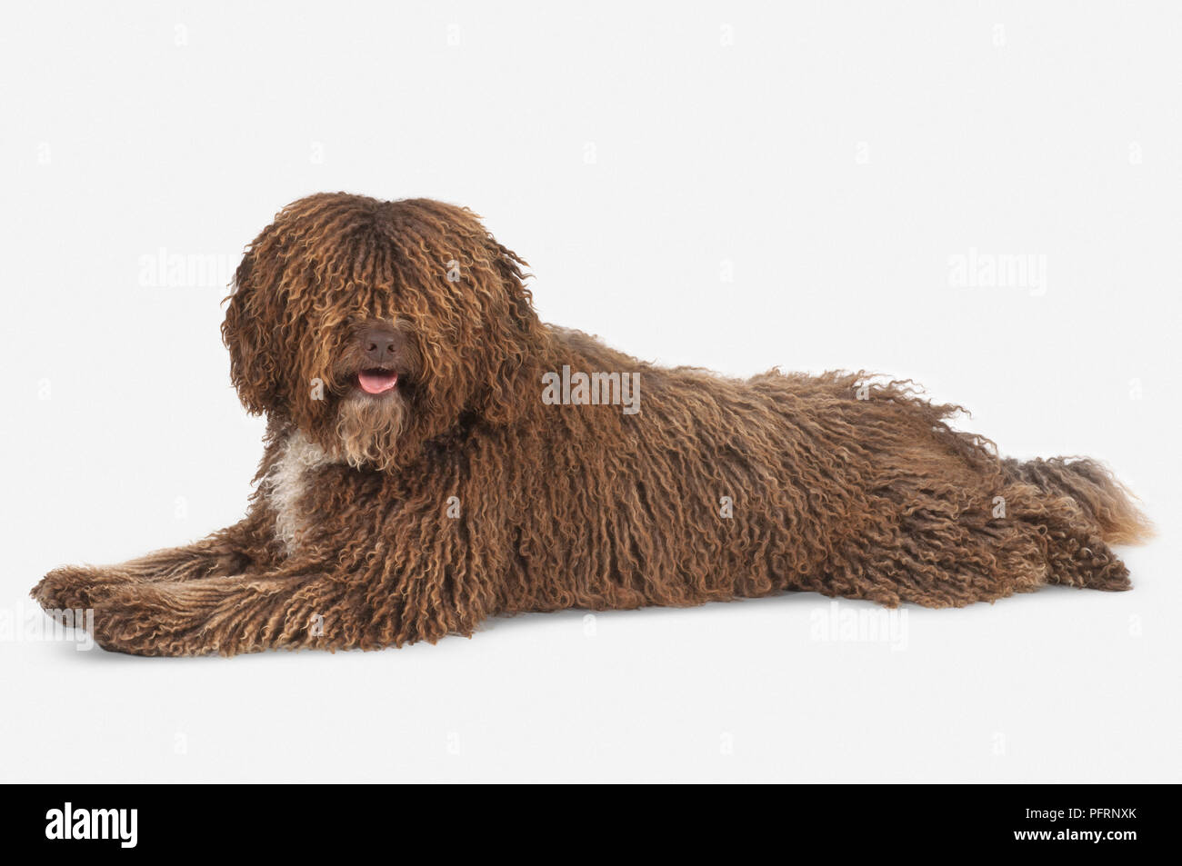 Panting Brown And White Curly Coated Spanish Water Dog Perro De Agua Espanol Lying Down Stock Photo Alamy