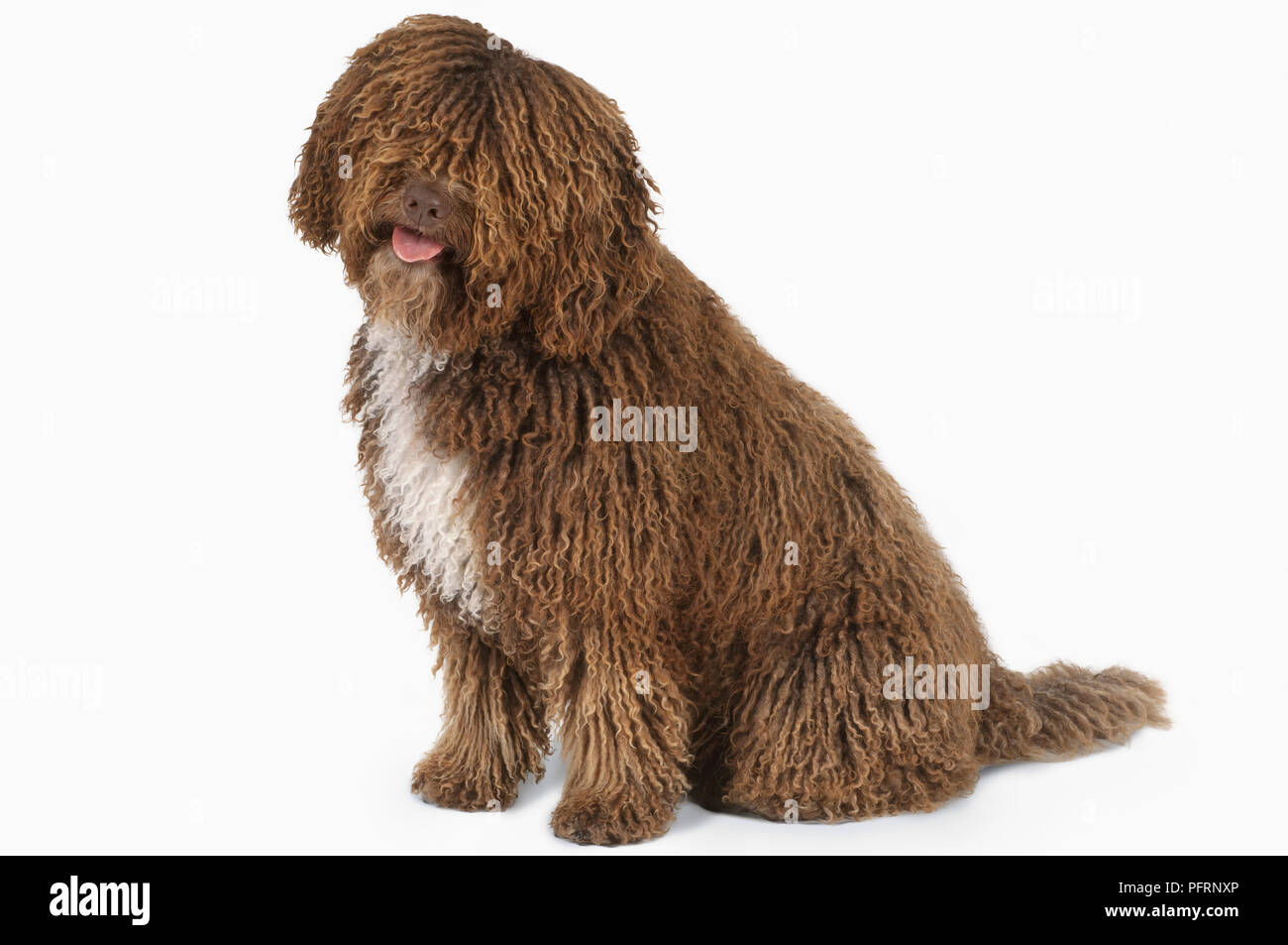 Panting Brown And White Curly Coated Spanish Water Dog Perro De Agua Espanol Sitting Stock Photo Alamy