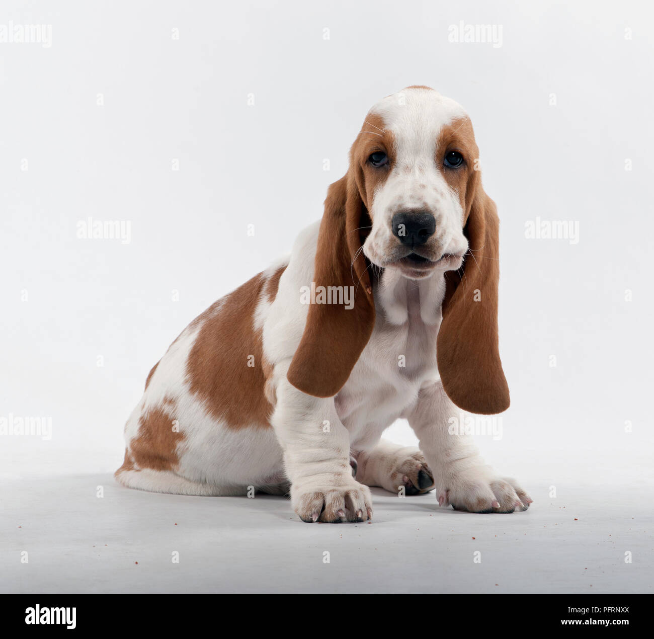 White and tan basset hound sales