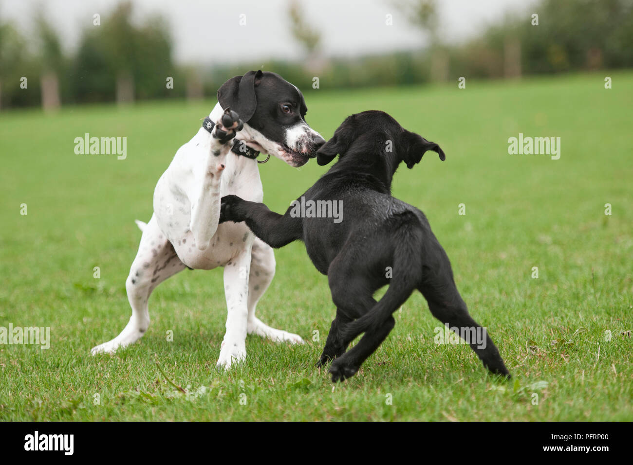 English Pointer and Black Labrador Retriever puppies play fighting in