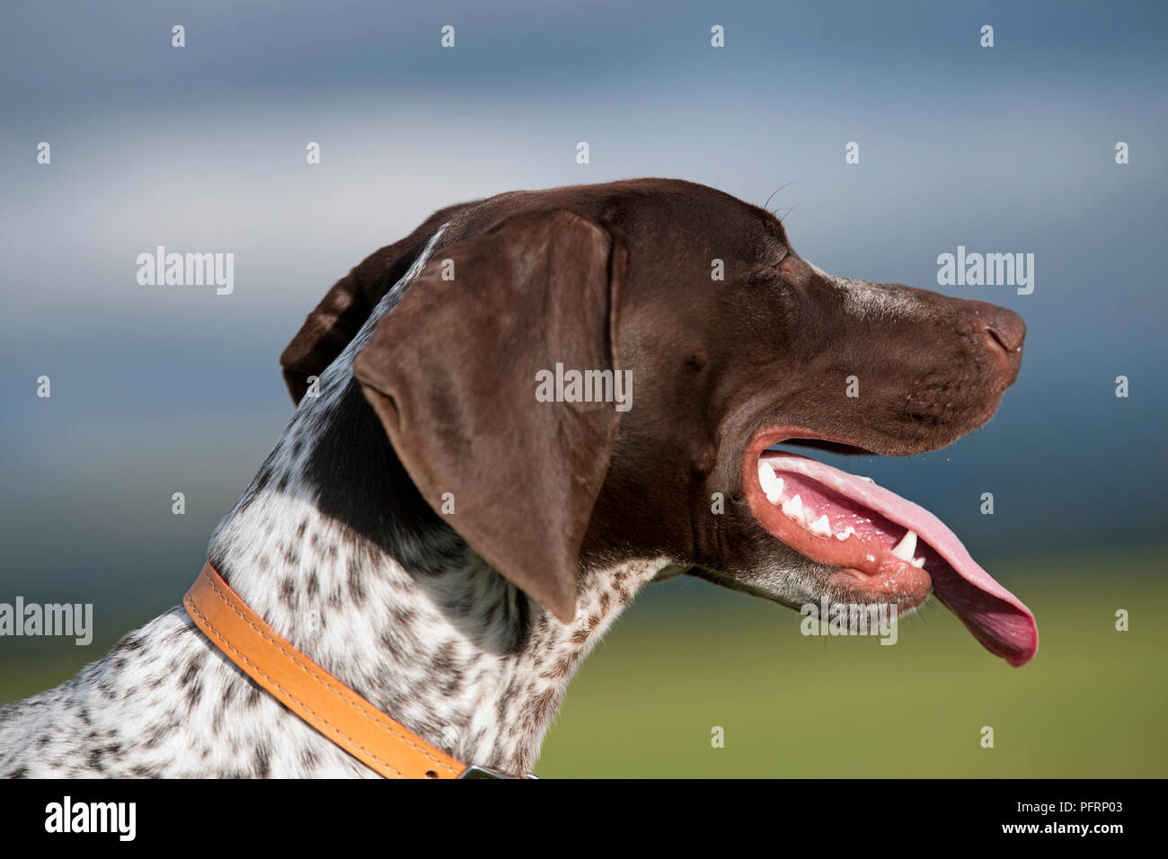English Pointer puppy panting, close-up Stock Photo