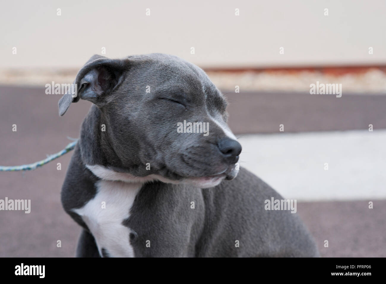 staffordshire bull terrier blue and white