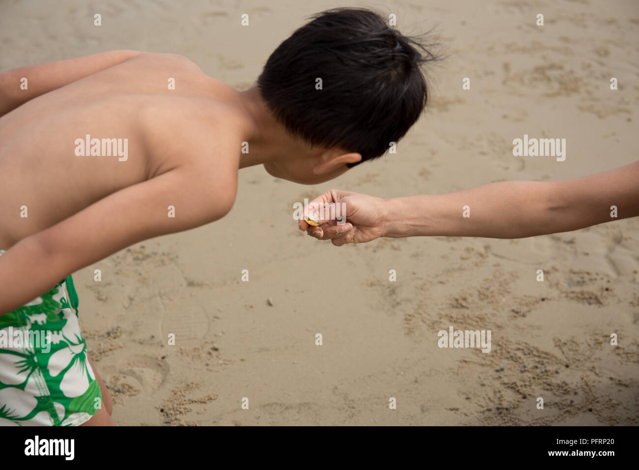 Mother hand holding sea shells showing her son  Stock Photo