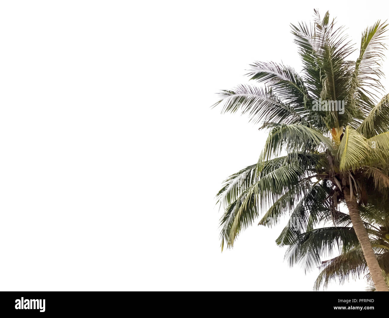 Coconut tree isolated in white background Stock Photo Alamy