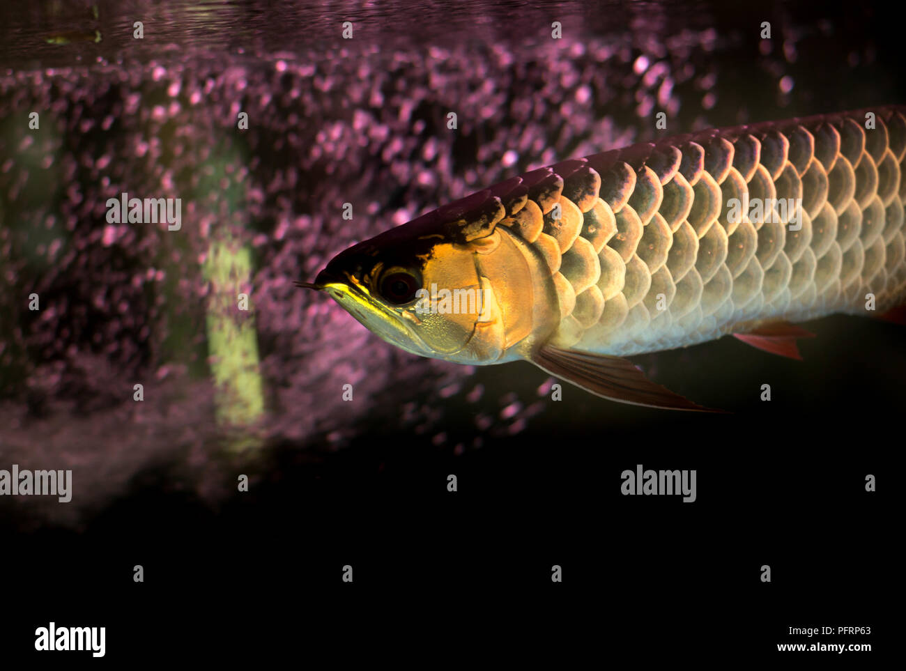 Golden arowana fish or dragon fish in fish tank isolated  Stock Photo