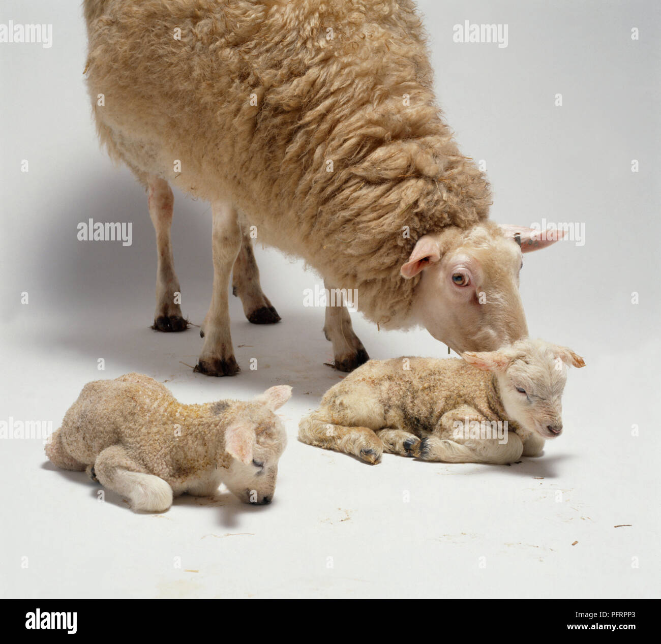 Ewe standing behind newborn twin lambs, looking down Stock Photo
