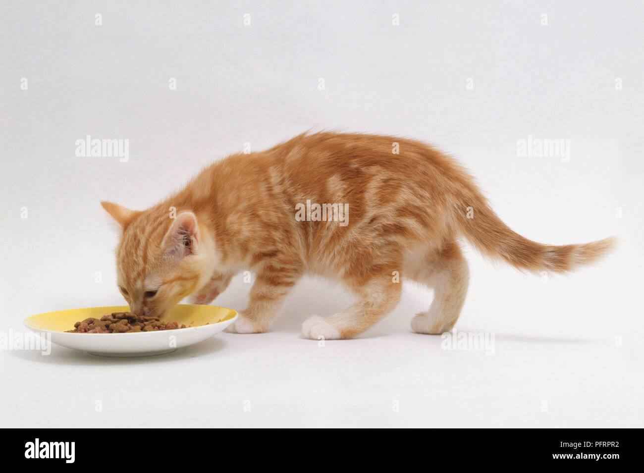 Ginger kitten eating dry cat food from a plate Stock Photo Alamy