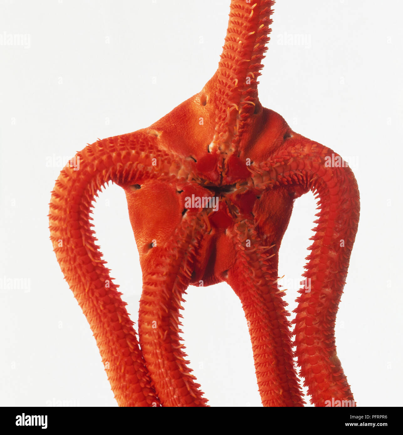 Red serpent brittle star (Ophioderma squamosissimus), closeup Stock