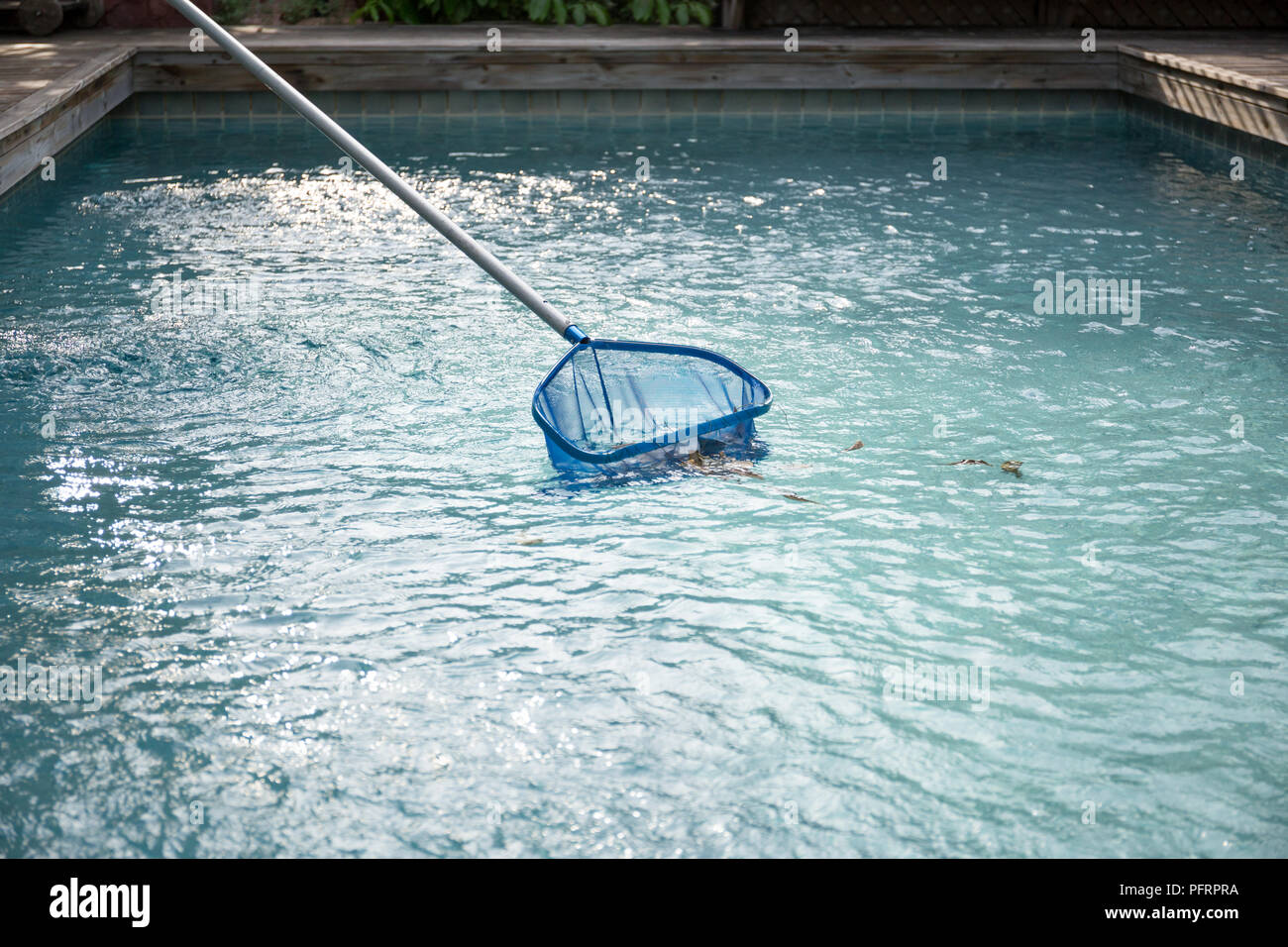 Cleaning swimming pool of fallen leaves with blue skimmer net Stock