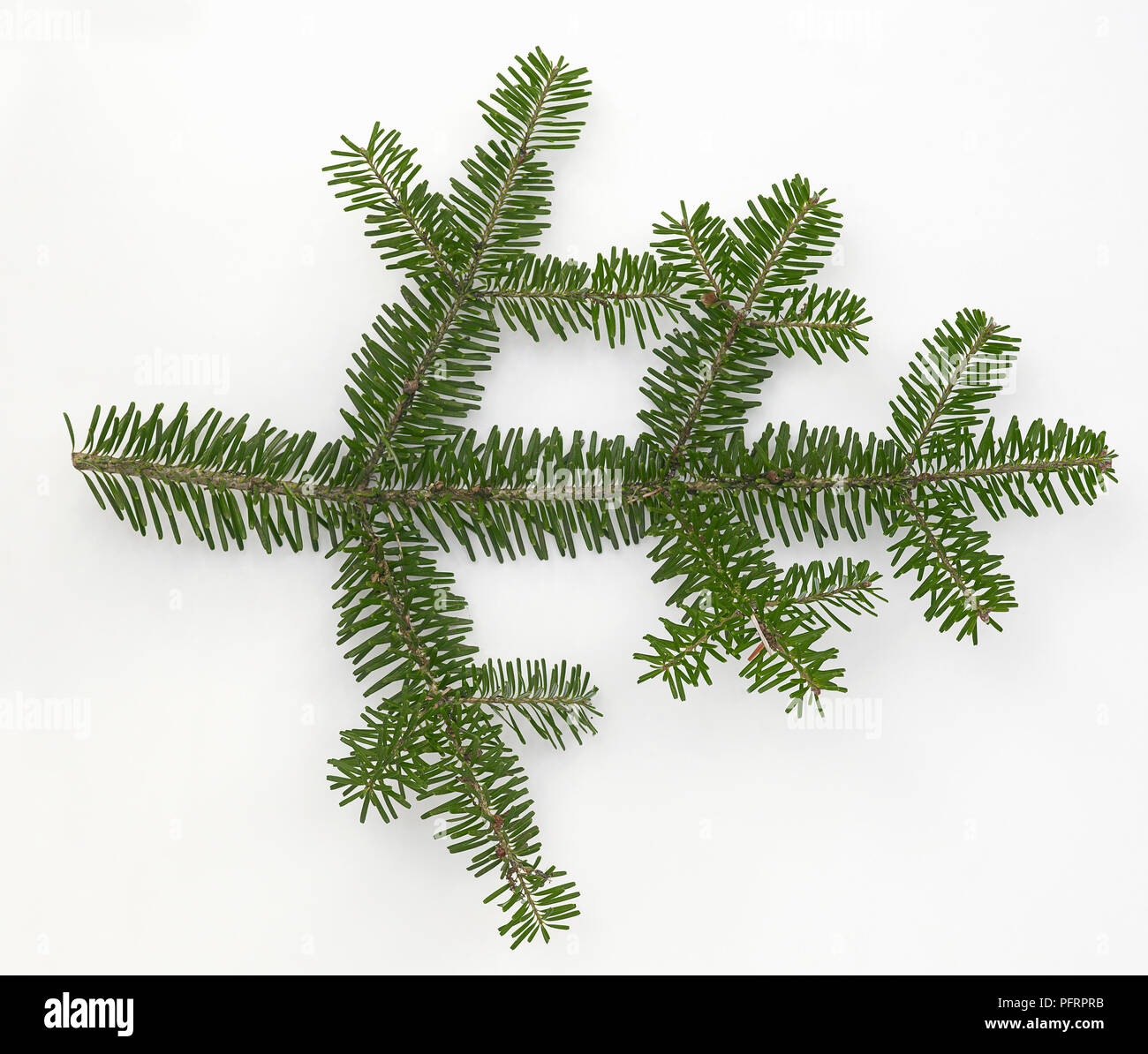 Abies koreana (Korean fir), leaves Stock Photo