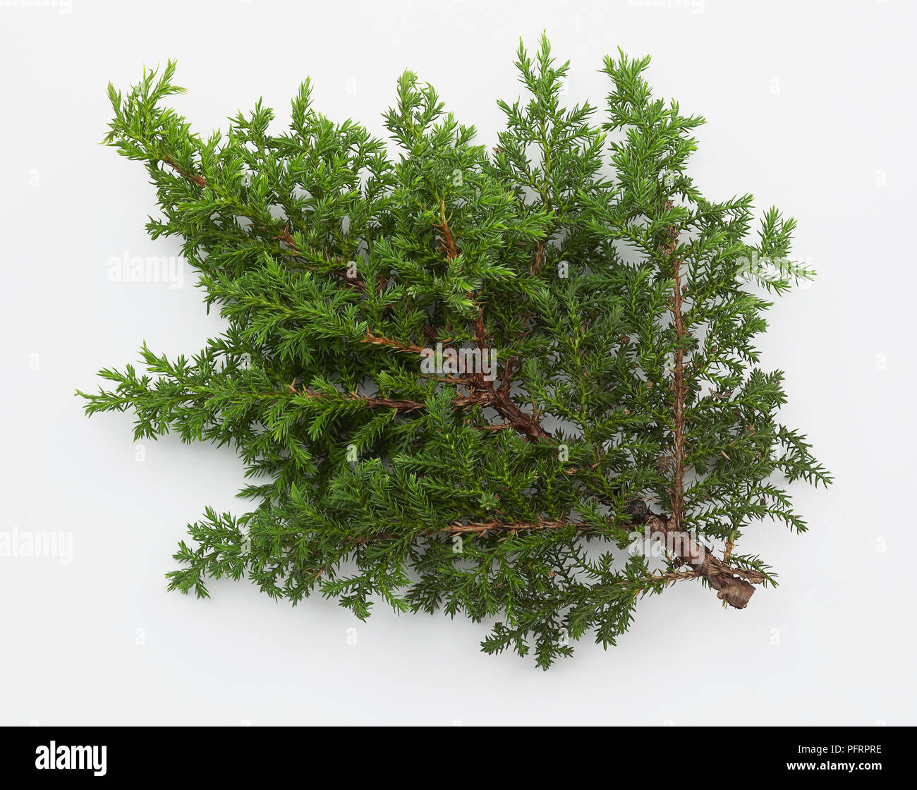 Juniperus squamata (Scaly-leaved Nepal juniper, Himalayan juniper), leaves Stock Photo