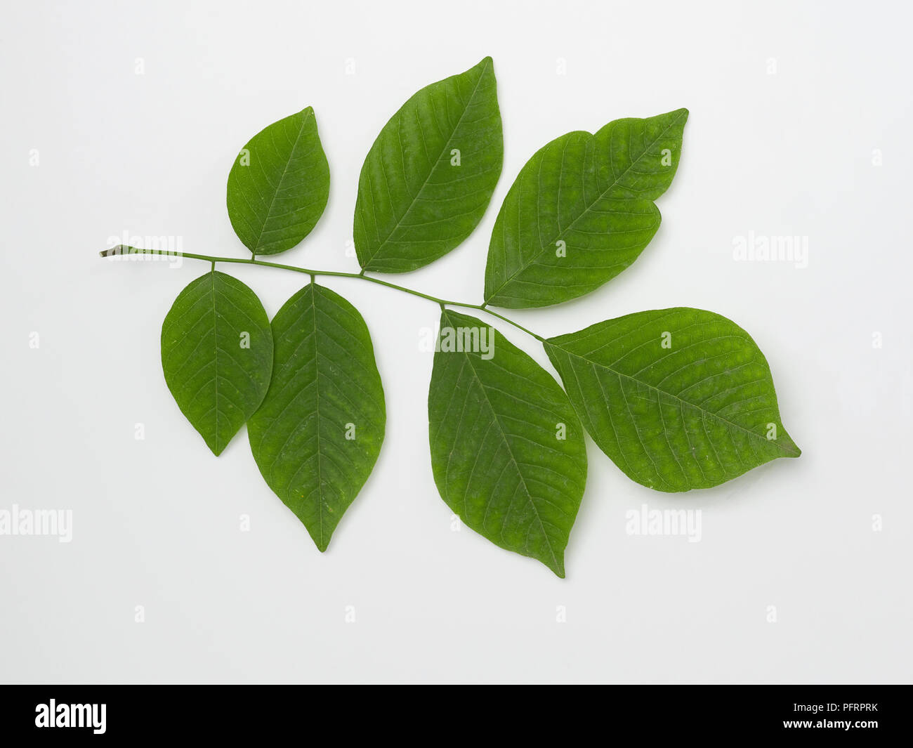 Cladrastis kentukea (Kentucky yellowood, American yellowwood), leaves