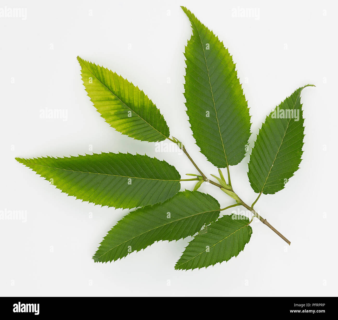 Carpinus japonica (Japanese hornbeam), leaves Stock Photo Alamy