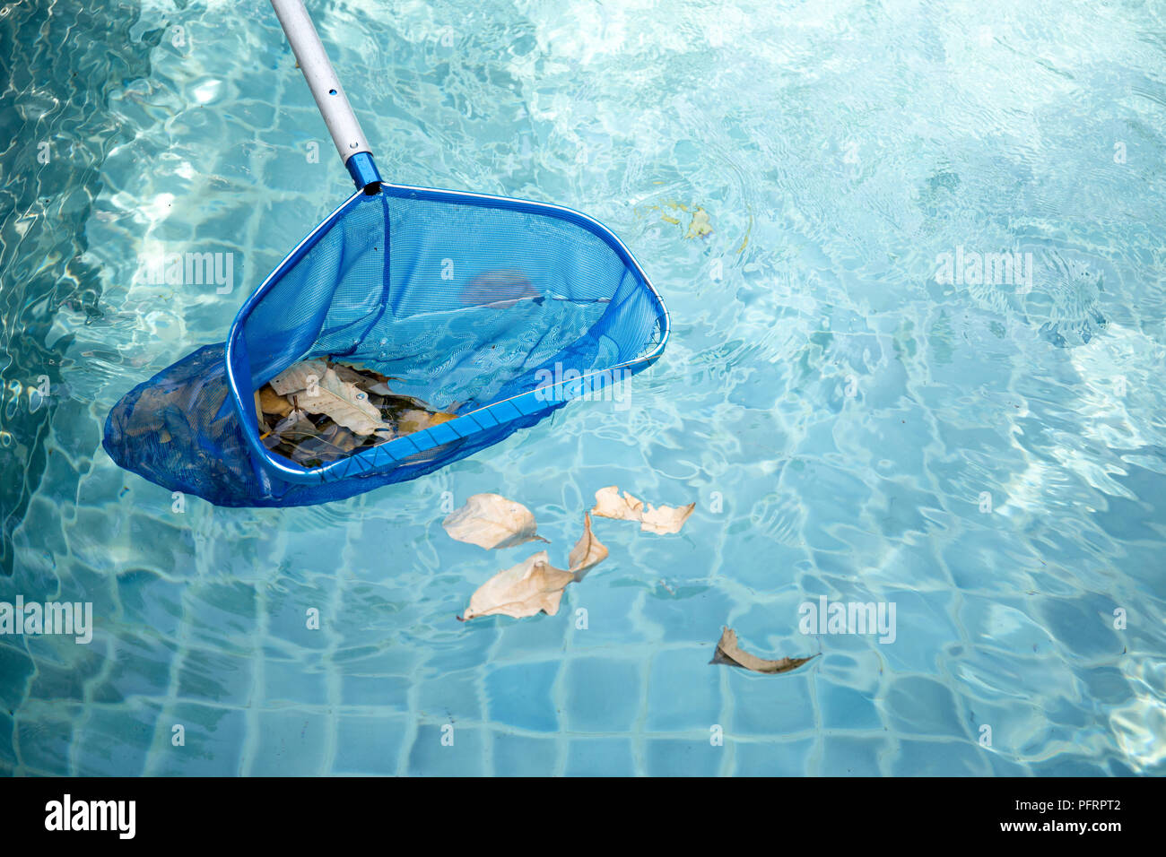 Cleaning swimming pool of fallen leaves with blue skimmer net Stock