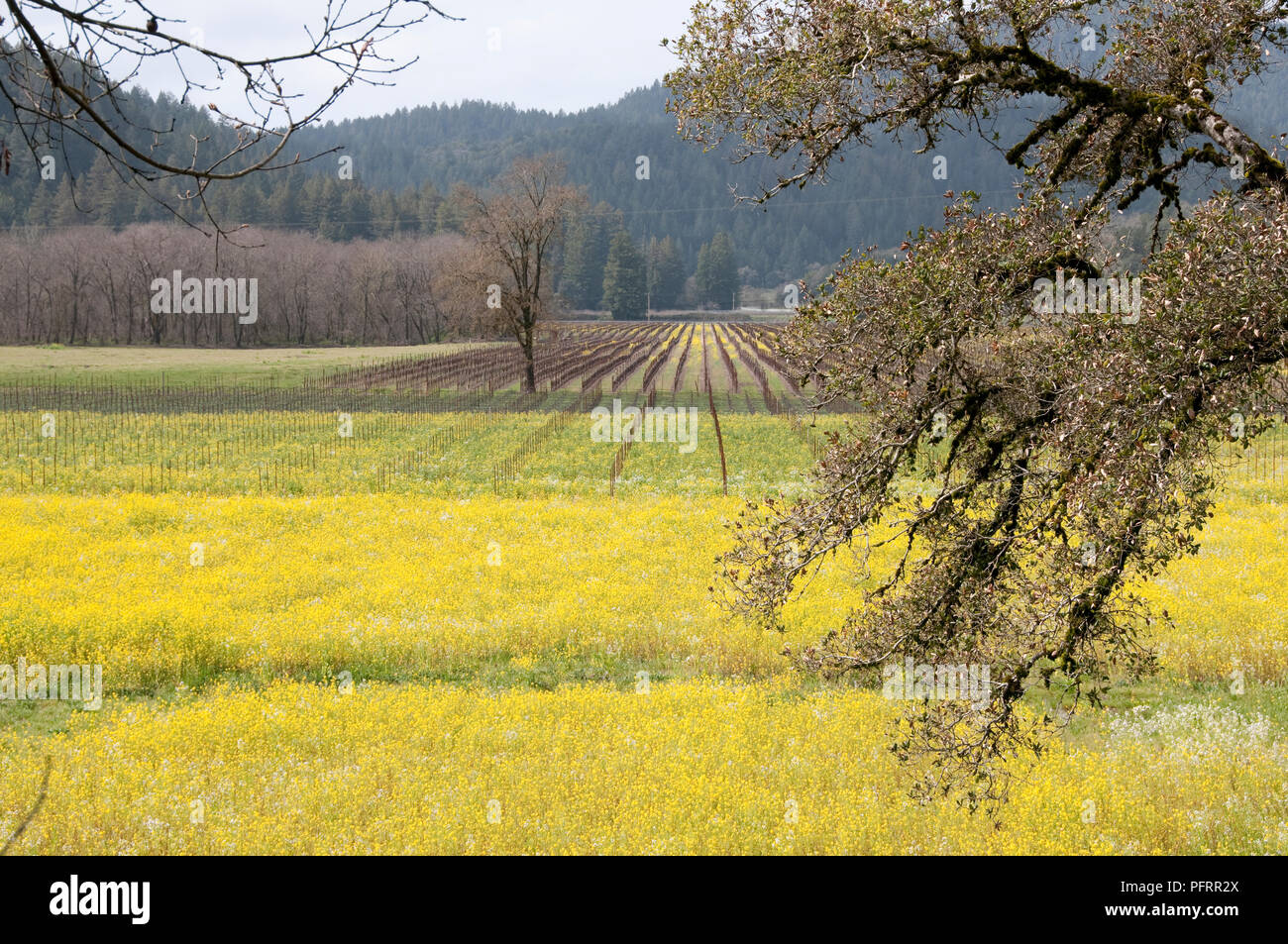 Mustard plants in california hires stock photography and images Alamy