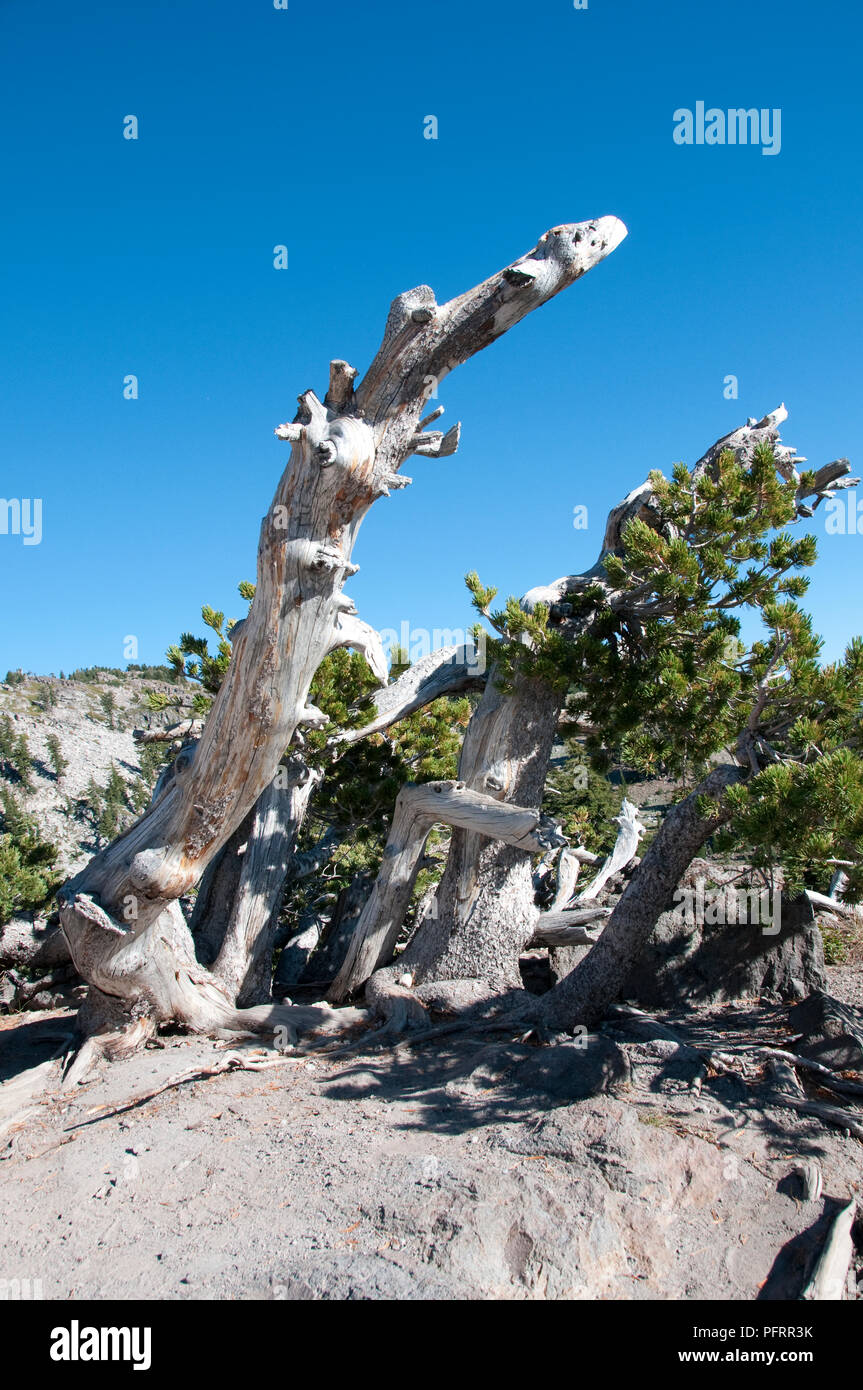 USA, California, Lassen Volcanic National Park, Pinus albicaulis (Whitebark pine), trees seen against blue sky Stock Photo